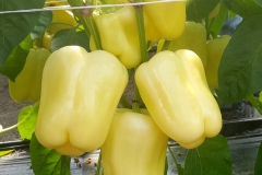 blancina (3)